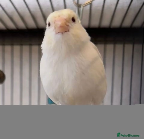 Canaries birds - Advert 5
