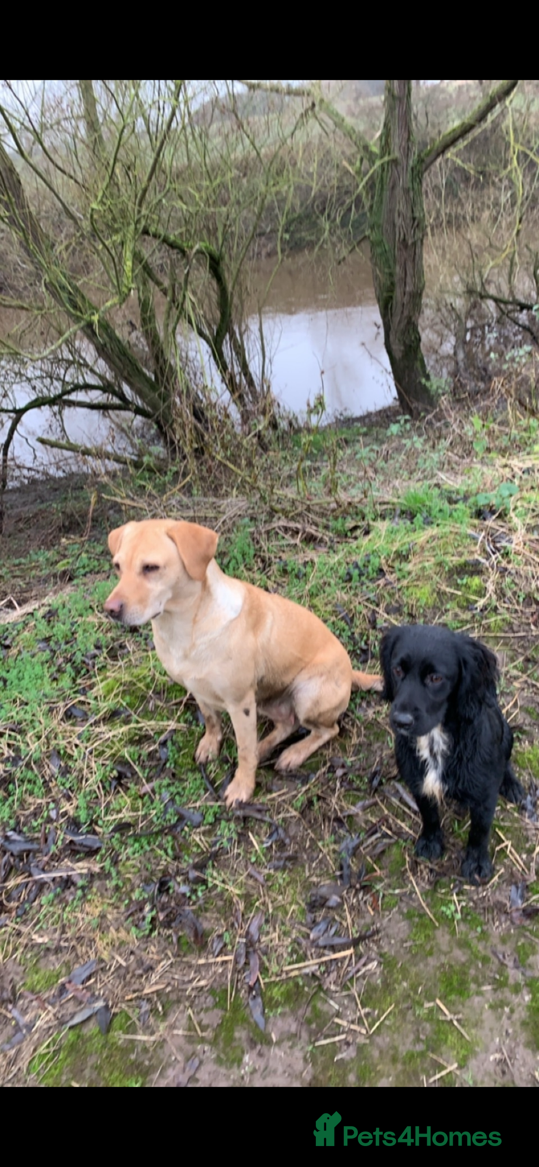 Cocker Spaniel dogs for sale: Beautiful KC reg working cocker spaniel puppies - Advert 10