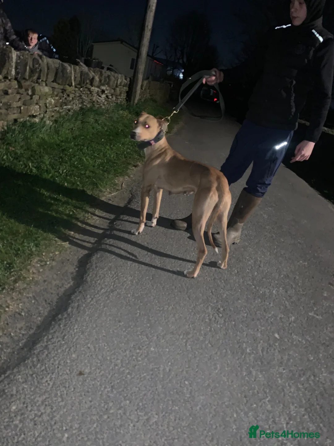 Lurcher dogs for sale: 6 beautiful collie whippet grey x bull greys  - Advert 11