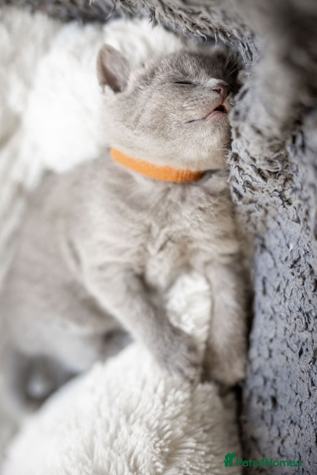 Russian Blue cats for sale: Pure Russian Blue Kittens, Silver Coat Green Eyes  - Advert 10