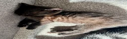 Mixed Breed cats for sale: Kittens for sale 4 males 2 females ready now  - Advert 8