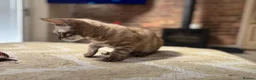 Bengal cats for sale: ⭐⭐⭐ Stunning Rare Charcoal Mink Bengal Kitten ⭐⭐⭐ - Advert 19