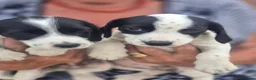 Mixed Breed dogs for sale: Jack Russell cross cocker spainel - Advert 1