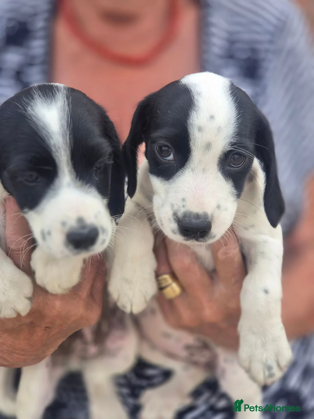 Mixed Breed dogs for sale: Jack Russell cross cocker spainel - Advert 1