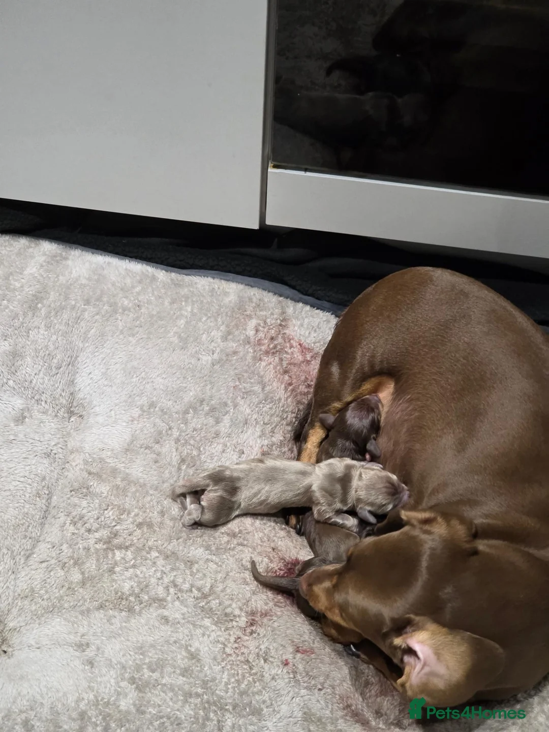 Miniature Dachshund dogs for sale: KC REGISTERED Minature dachshund puppies - Advert 21