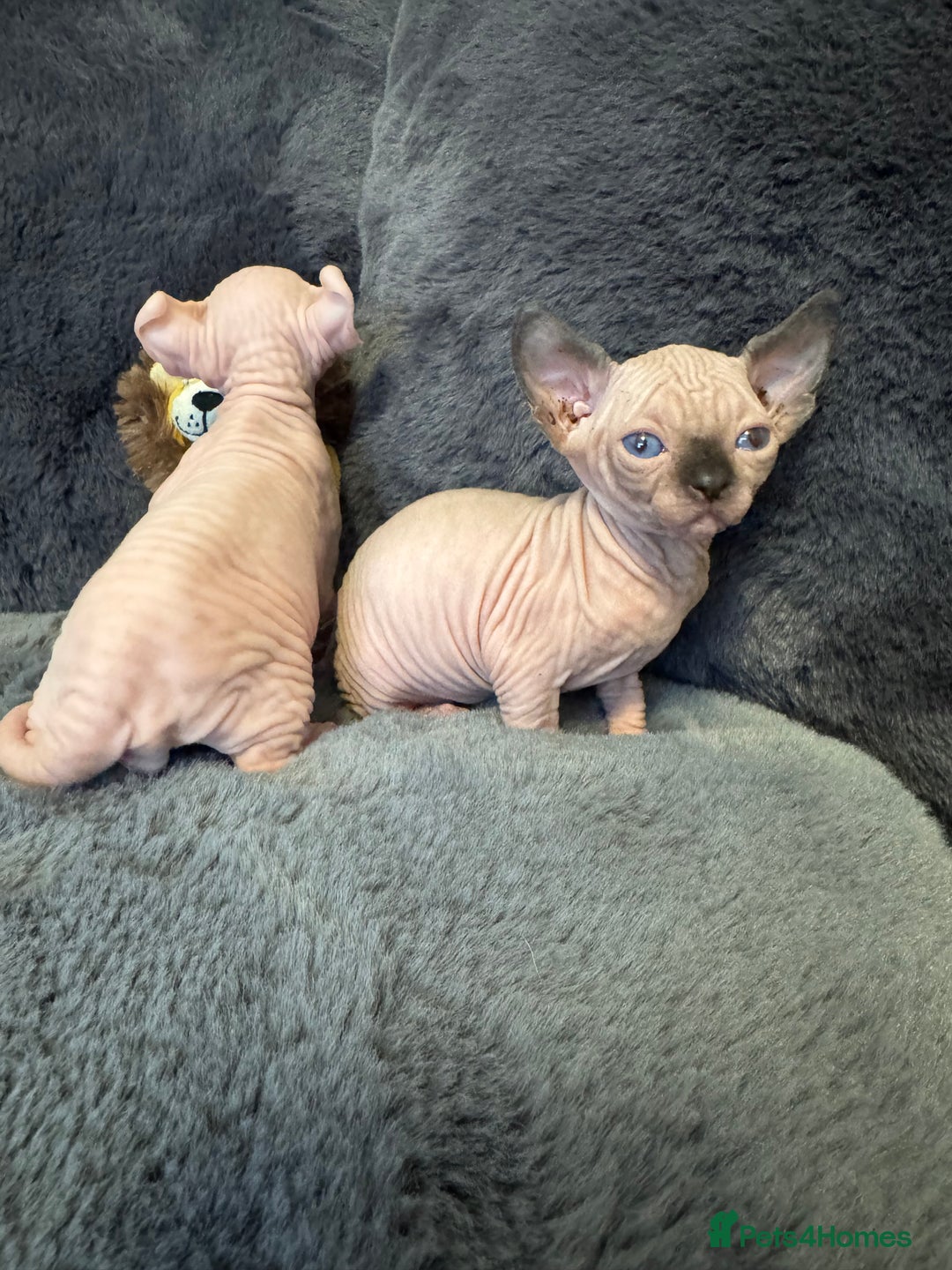 Sphynx cats for sale:  🔥Sphynx and Elf kittens 🔥 - Advert 20
