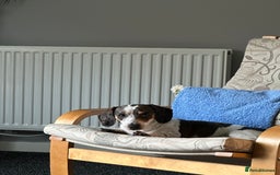 Dachshund dogs for sale: blue piebald Dachshund boys in need of a home - Image 3