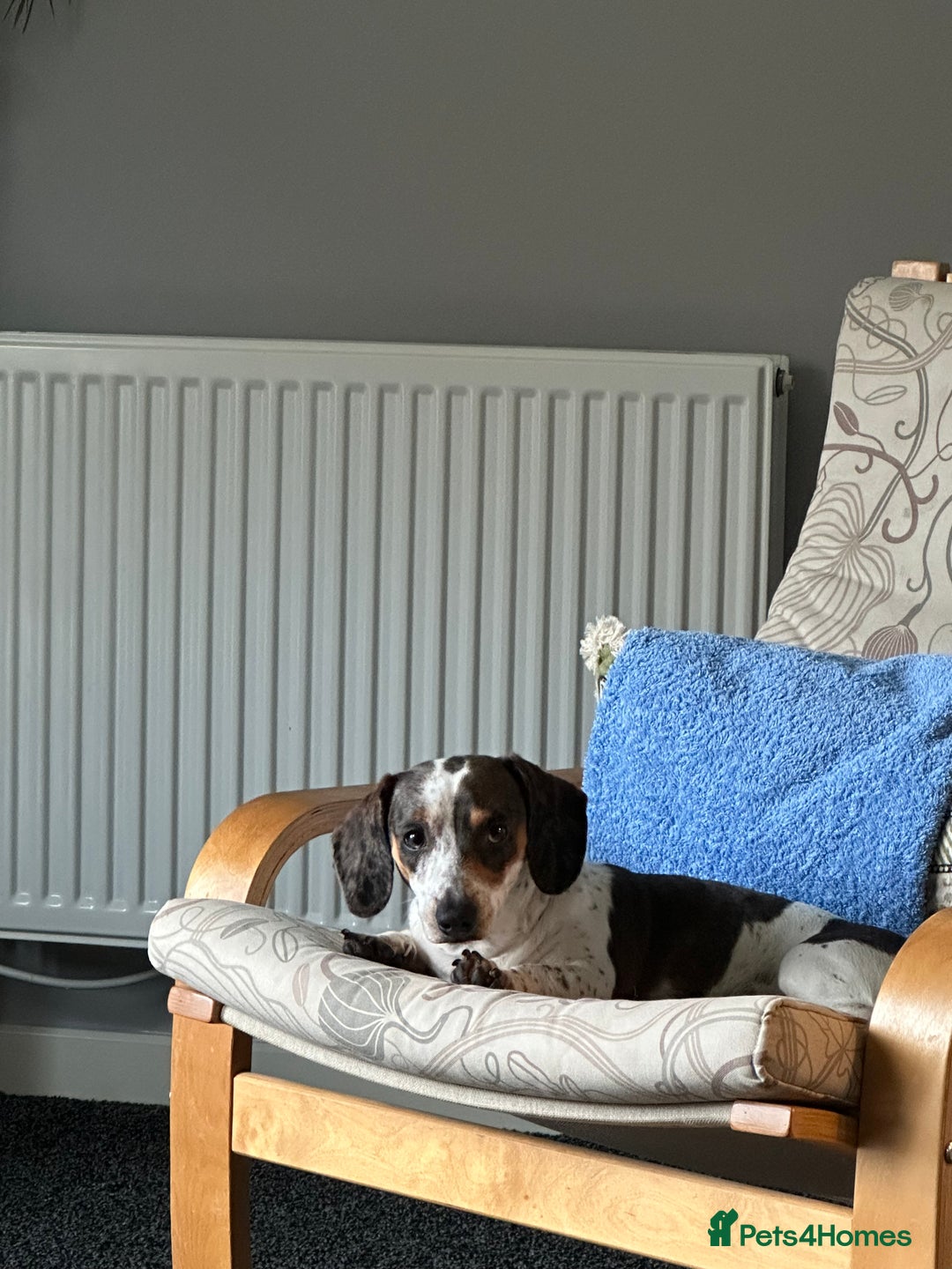 Dachshund dogs for sale: blue piebald Dachshund boys in need of a home - Image 3