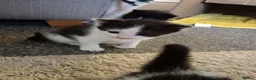 Domestic Shorthair cats for sale: Kitten for sale  - Advert 1