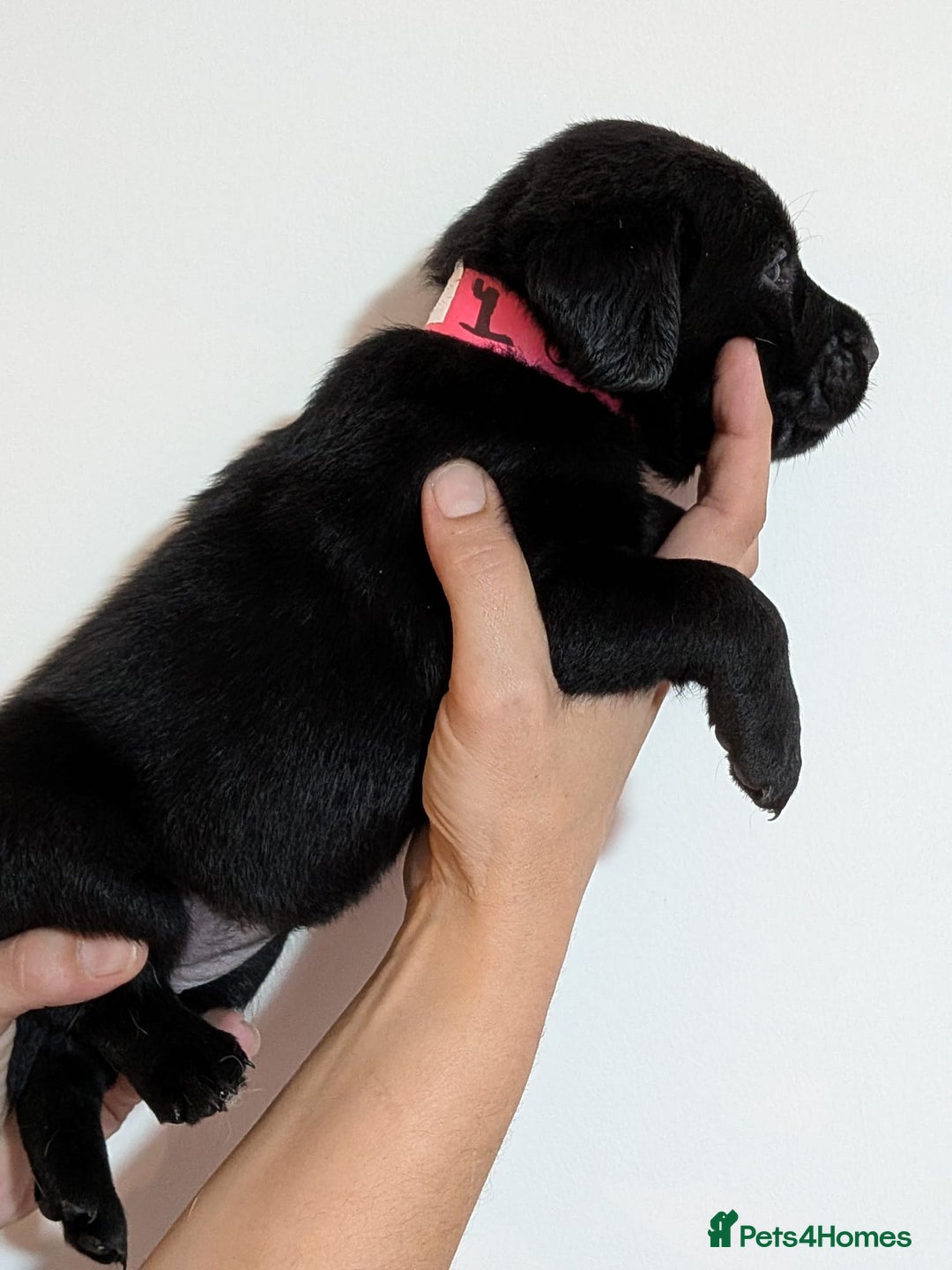 Labrador Retriever dogs for sale: litter of 11 kc reg lab retrievers 10weeks old - Image 19
