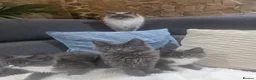 Ragcoon cats for sale: Ready 3 Ragcoons  - Advert 2