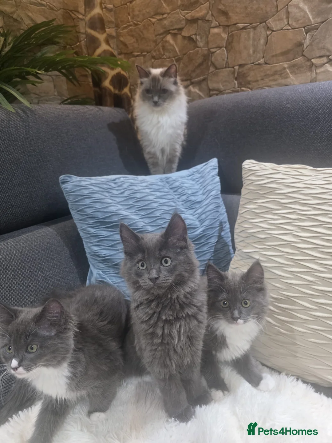 Ragcoon cats for sale: Ready 3 Ragcoons  - Advert 2
