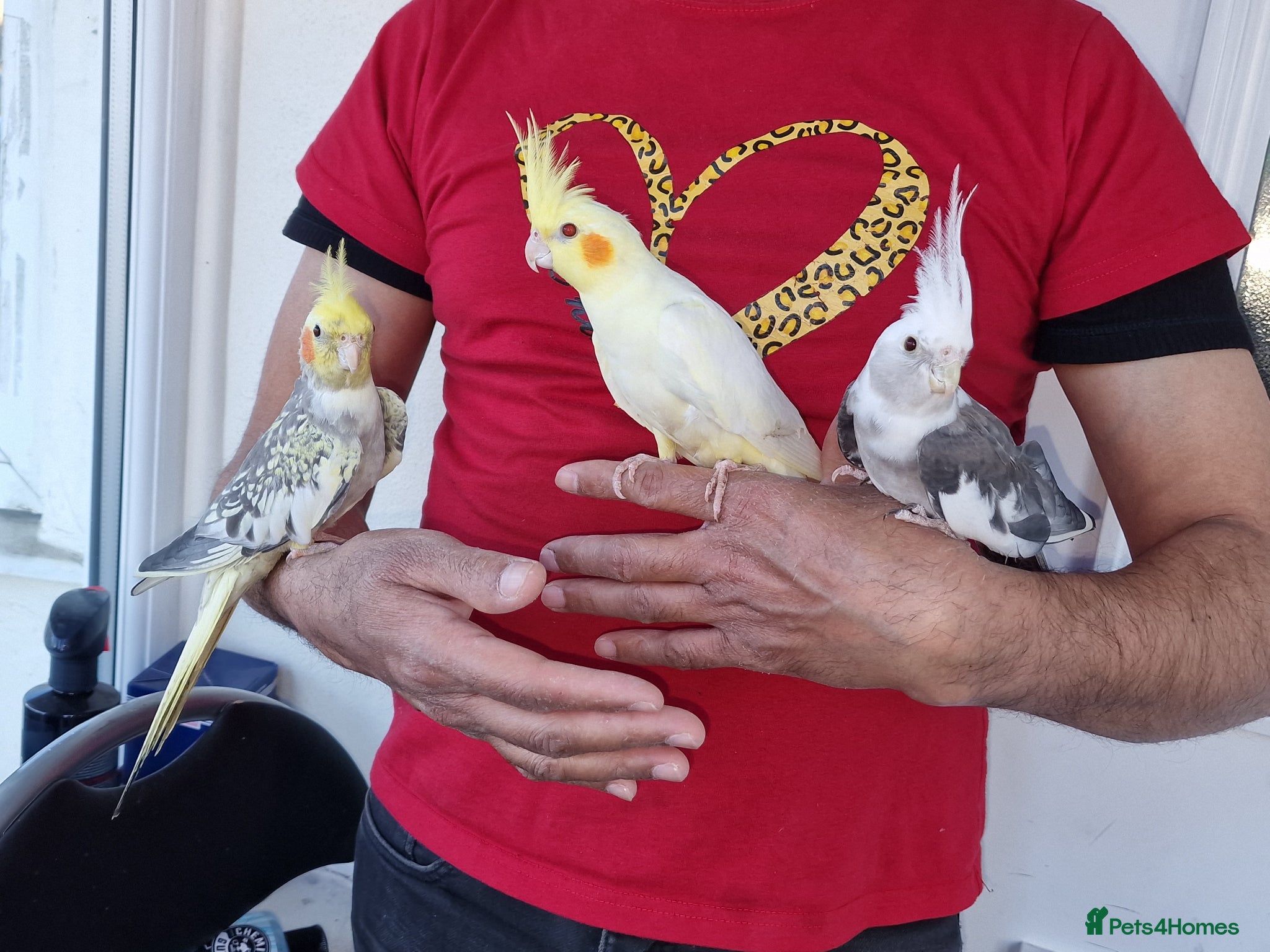 Cockatiels birds Super Hand Tamed cockatiel for sale  - Advert 7