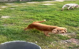 Cocker Spaniel dogs for sale: Lotus rehoming  - Image 3
