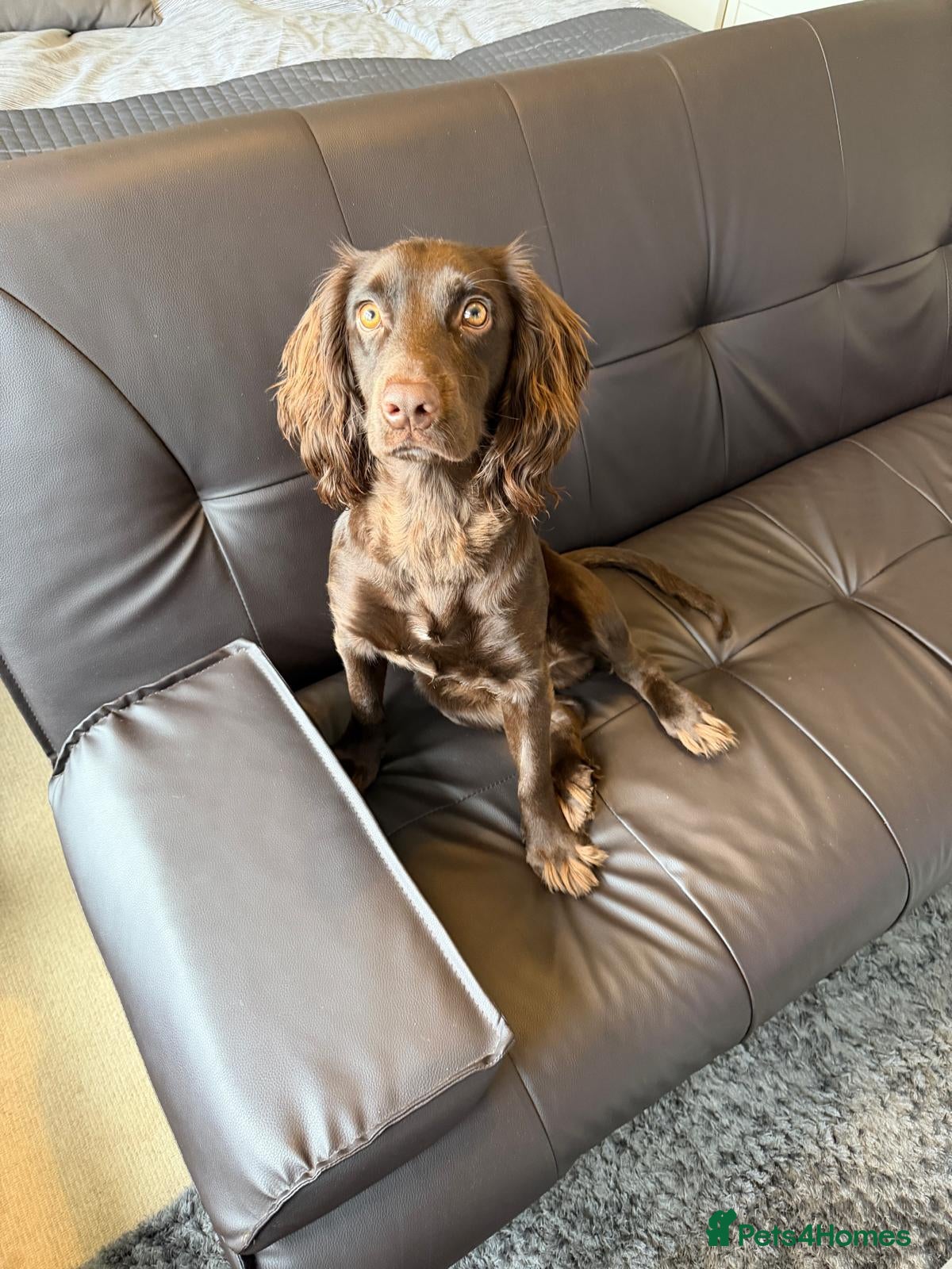 English Springer Spaniel dogs Spinger spaniel 1year 2 months old - Advert 1