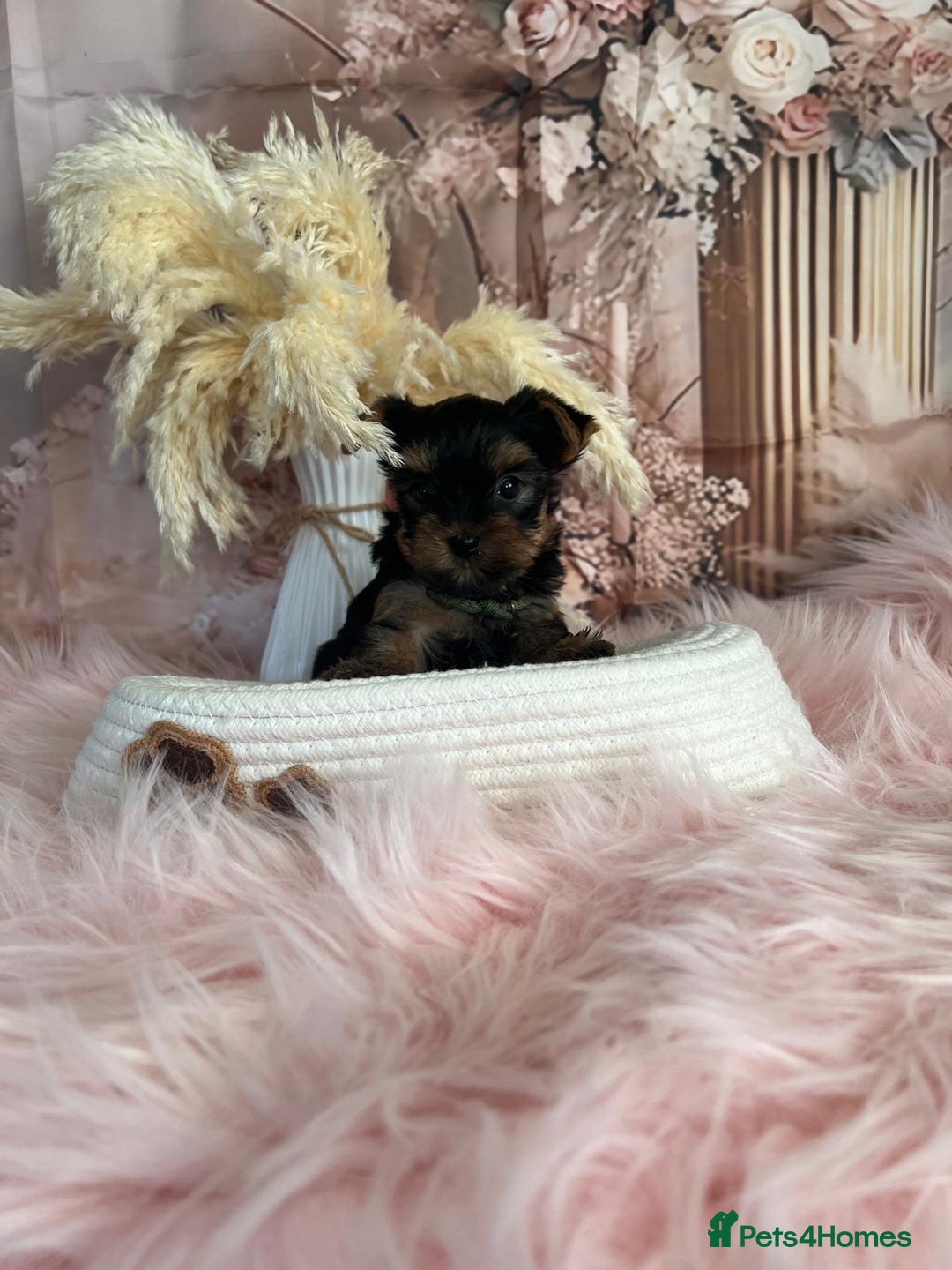 Yorkshire Terrier dogs for sale: Our amazing five pups are fully registered - Advert 12