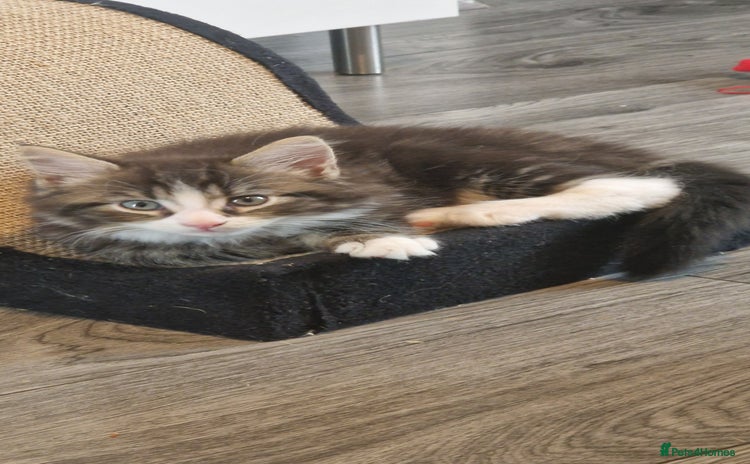 Maine Coon cats - Advert 9