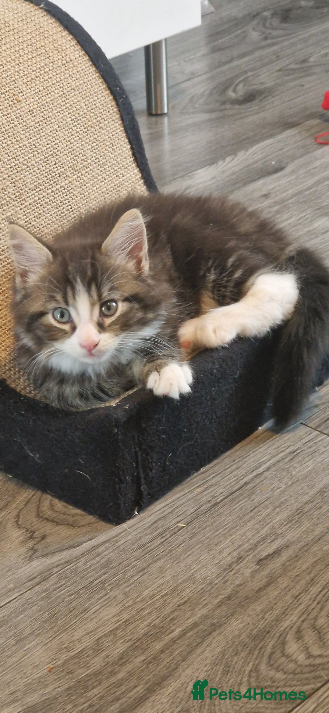 Maine Coon cats for sale: Maine Coon Mix - Image 1