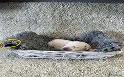 Goldador dogs for sale: Goldador Black & Golden Pups - Pets / Therapy - Image 16