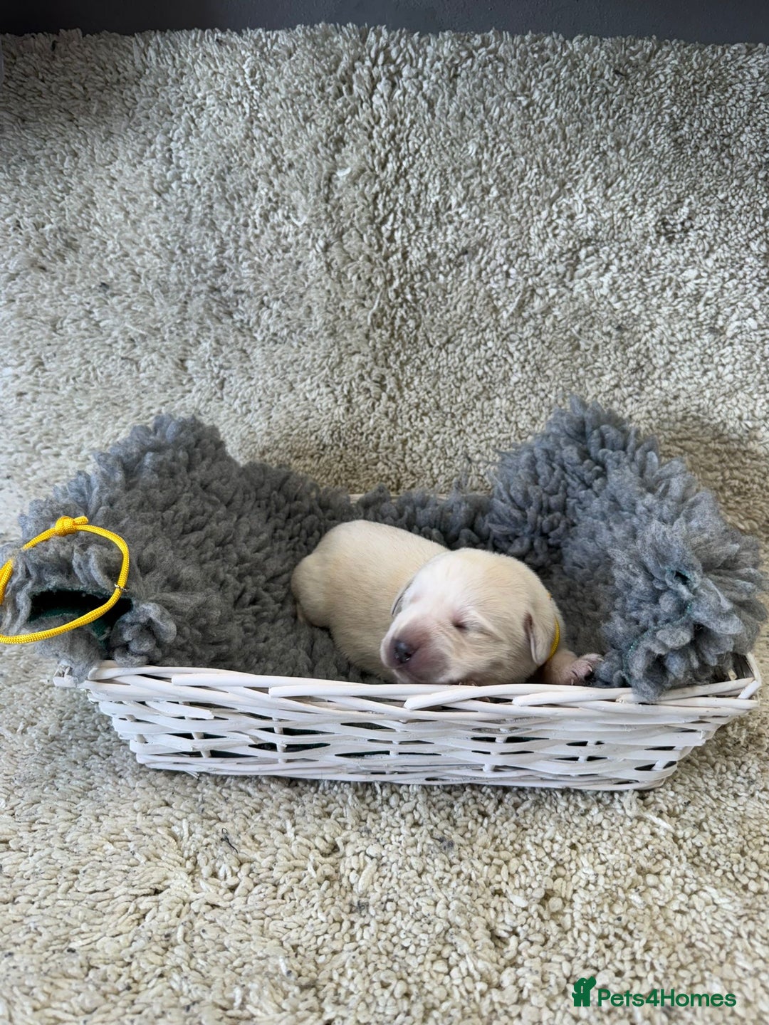 Goldador dogs for sale: Goldador Black & Golden Pups - Pets / Therapy - Image 16