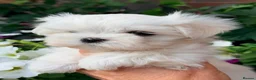 Maltese dogs for sale: Beautiful Mini Maltese Puppy - Korean Bloodlines - Advert 13