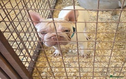 French Bulldog dogs for sale: 14 months old bitch - Image 3