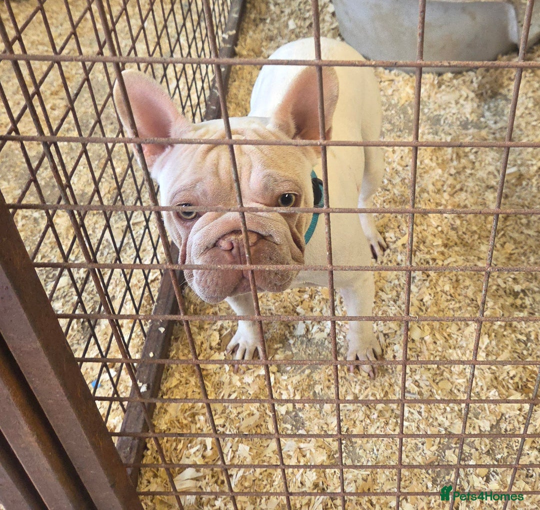 French Bulldog dogs for sale: 14 months old bitch - Image 3