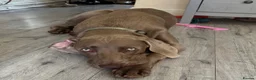 Weimaraner dogs for sale: Weimaraner looking for his forever home in Manchester - Advert 4