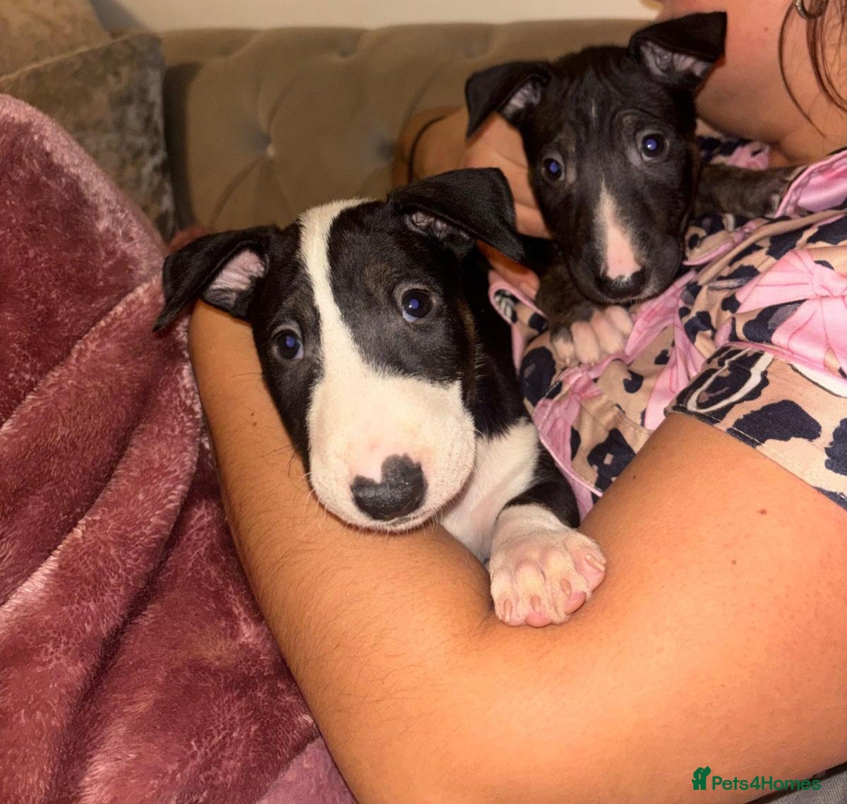 English Bull Terrier dogs READY TO LEAVE KC English bullterriers puppys x5 - Advert 3
