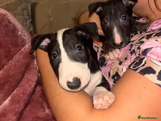 English Bull Terrier dogs READY TO LEAVE KC English bullterriers puppys x5 - Advert 3