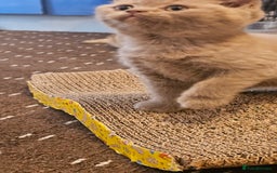 British Shorthair cats for sale: BSH BLUE AND BSH GOLD KITTENS Ready now! - Image 19