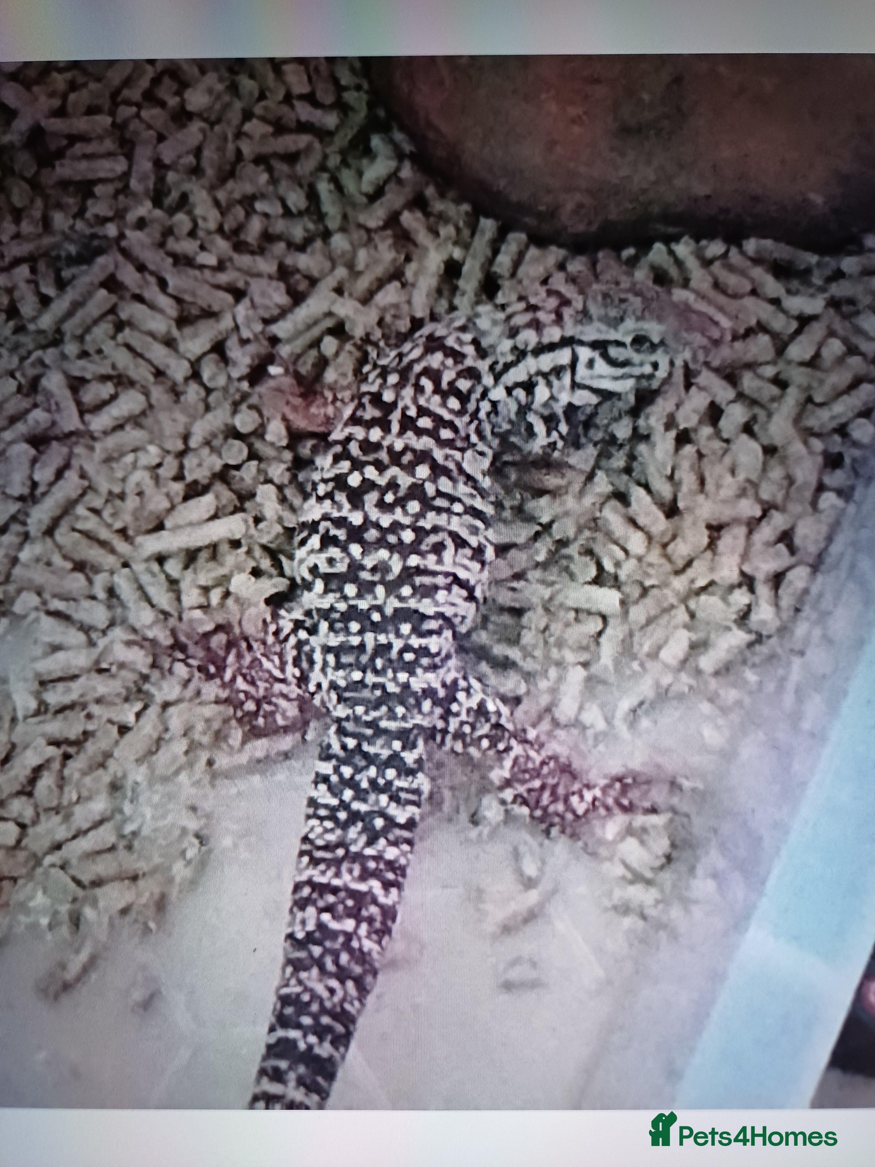 Lizard reptiles Red tegu  - Advert 1