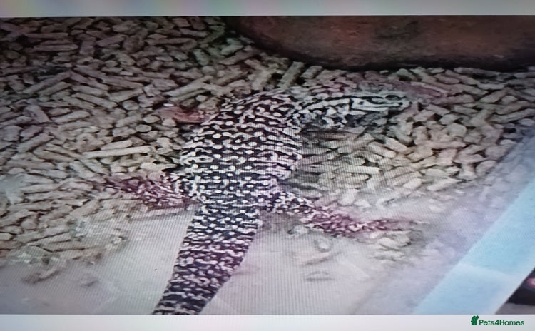 Lizard reptiles Red tegu - Advert 1