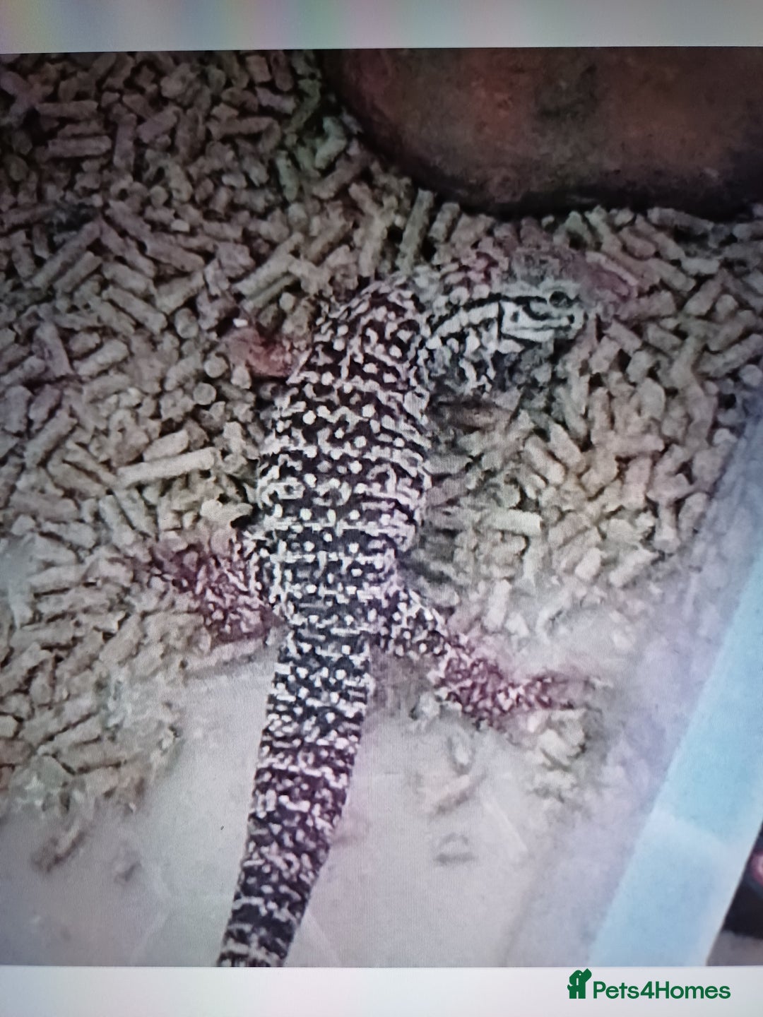 Lizard reptiles for sale: Red tegu  - Advert 1