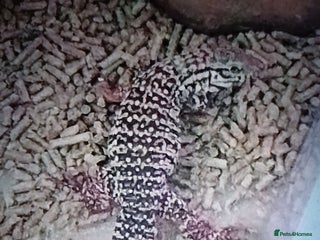 Lizard reptiles Red tegu - Advert 3