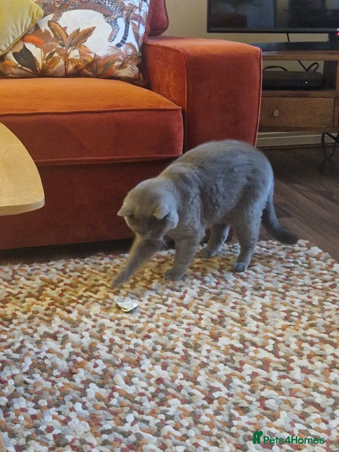 British Shorthair cats for sale: Beautiful Blue Boy  - Advert 5