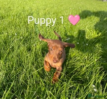 Miniature Dachshund dogs - Advert 1