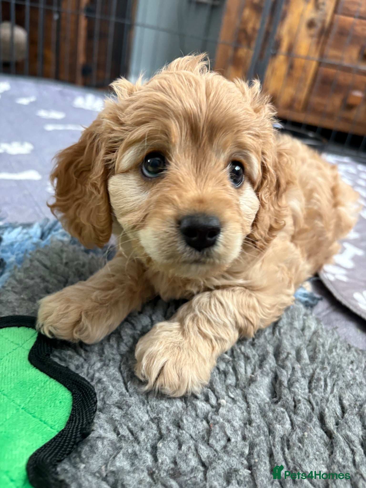 Cavapoo dogs Cavapoos health tested parents - Advert 1