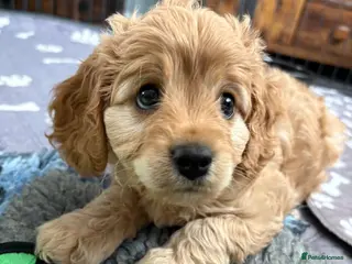 Cavapoo dogs Cavapoos health tested parents - Advert 2