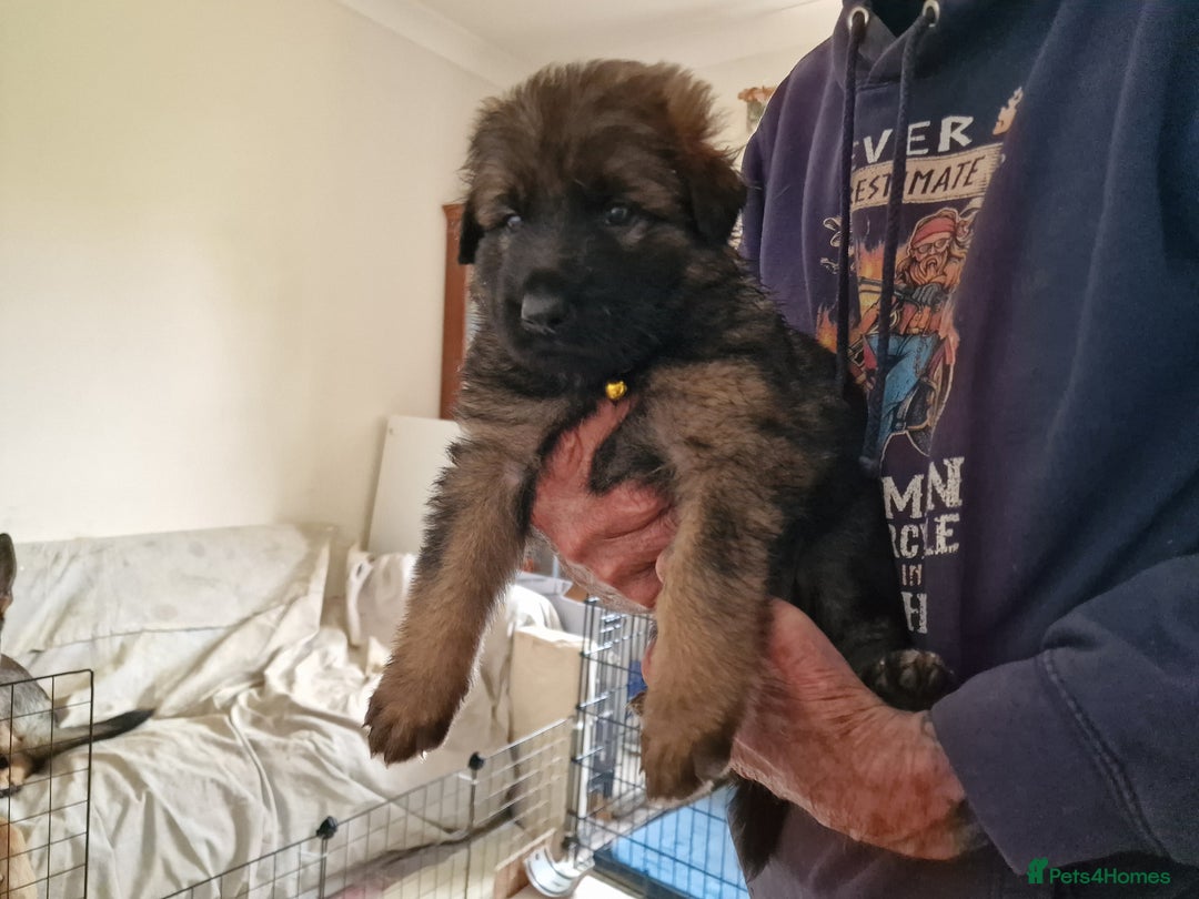 German Shepherd dogs for sale: German Shepherd puppies - Image 7