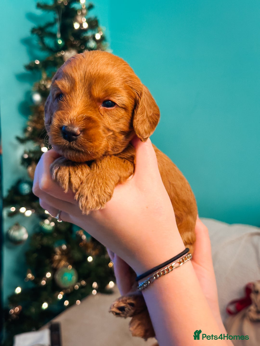 Labradoodle dogs for sale: F2B Labradoodle Puppies – Red & Apricot - Advert 24