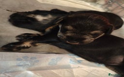 Miniature Schnauzer dogs for sale: Charming Mini Schnauzers with KC registration - Image 4