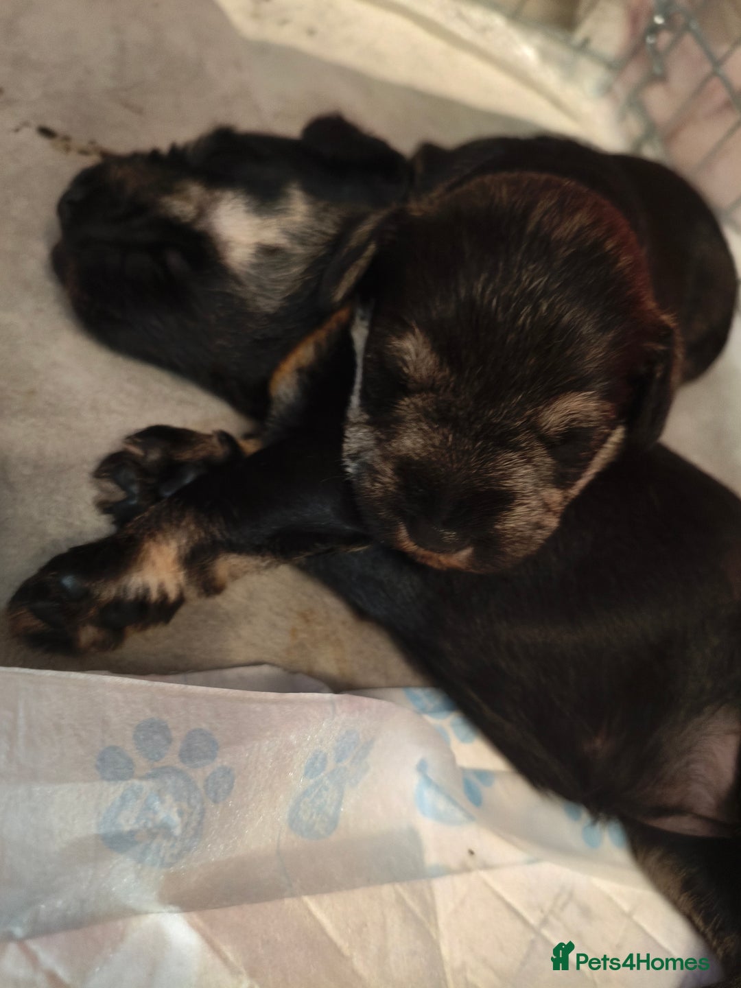 Miniature Schnauzer dogs for sale: Charming Mini Schnauzers with KC registration - Image 4