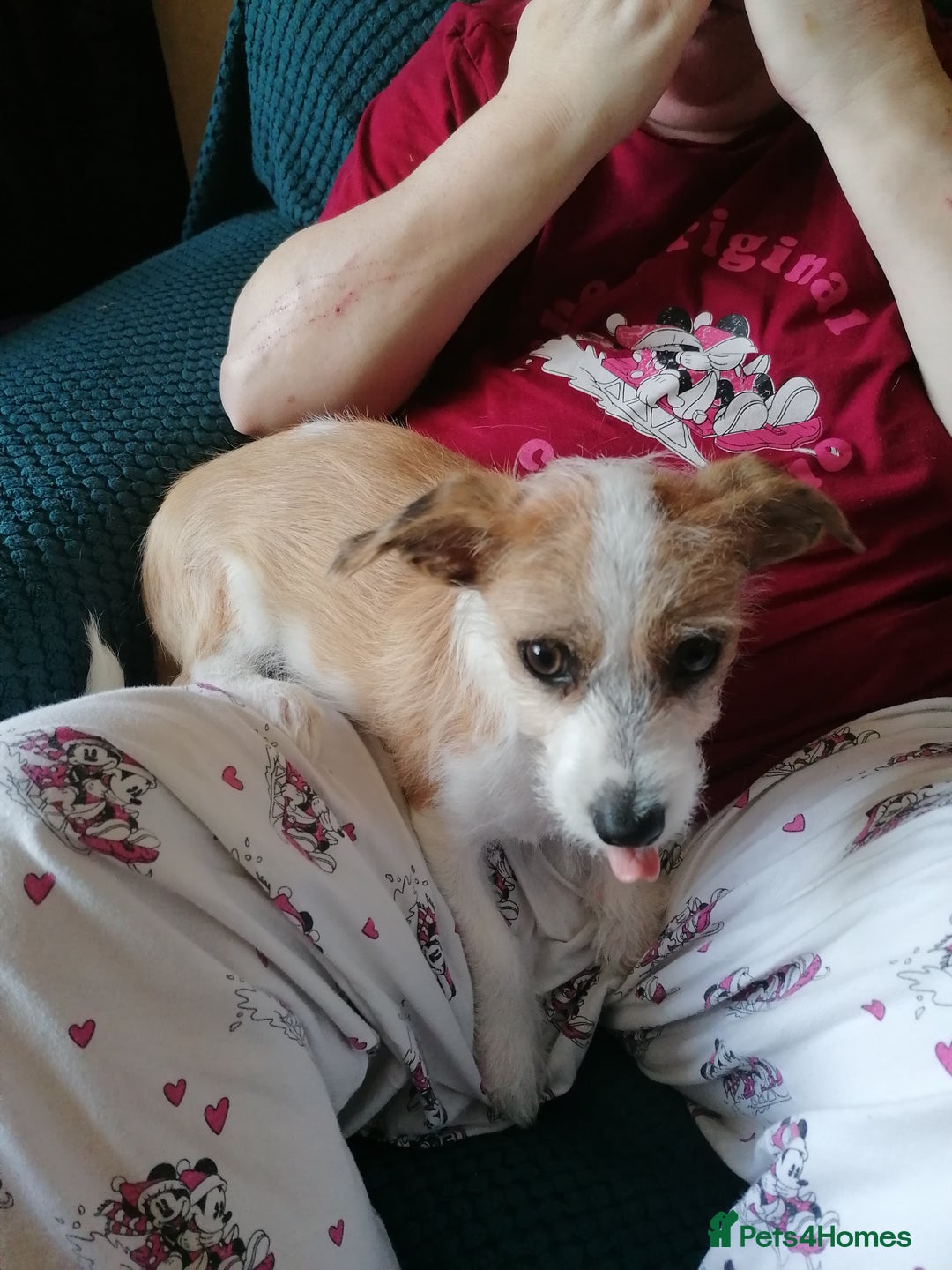 Mixed Breed dogs for sale: Boy puppies  - Image 9