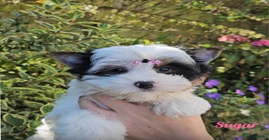 Yorkshire Terrier dogs - Advert 15