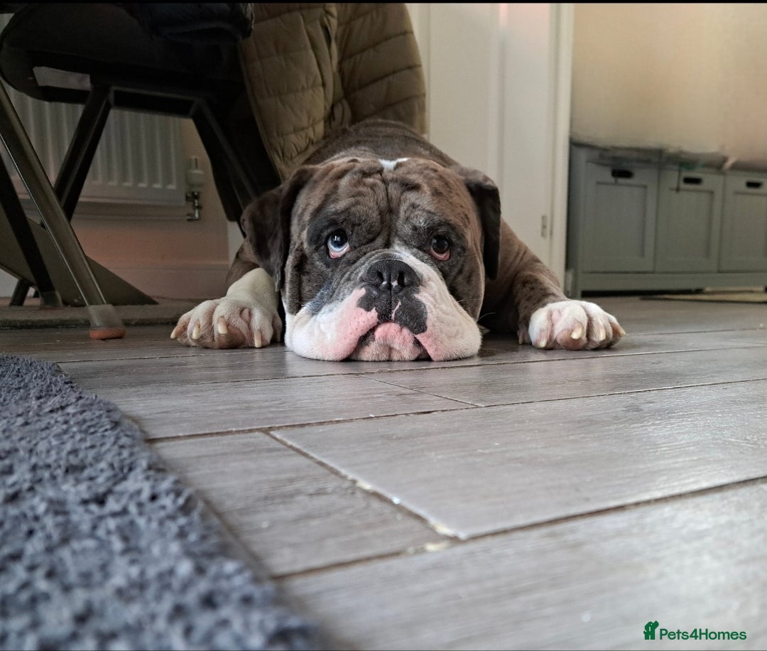 Olde English Bulldogge dogs NEBBR registered  - Advert 1