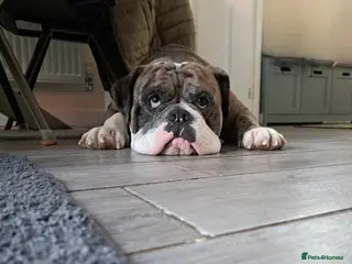 Olde English Bulldogge dogs NEBBR registered - Advert 1
