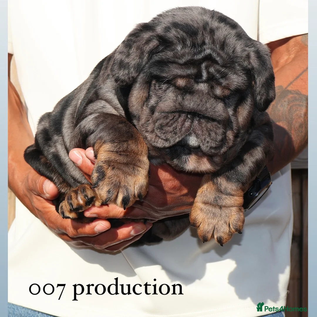 English Bulldog dogs for stud: 🌟 007 ready for stud duties 🌟 in Swindon - Advert 4