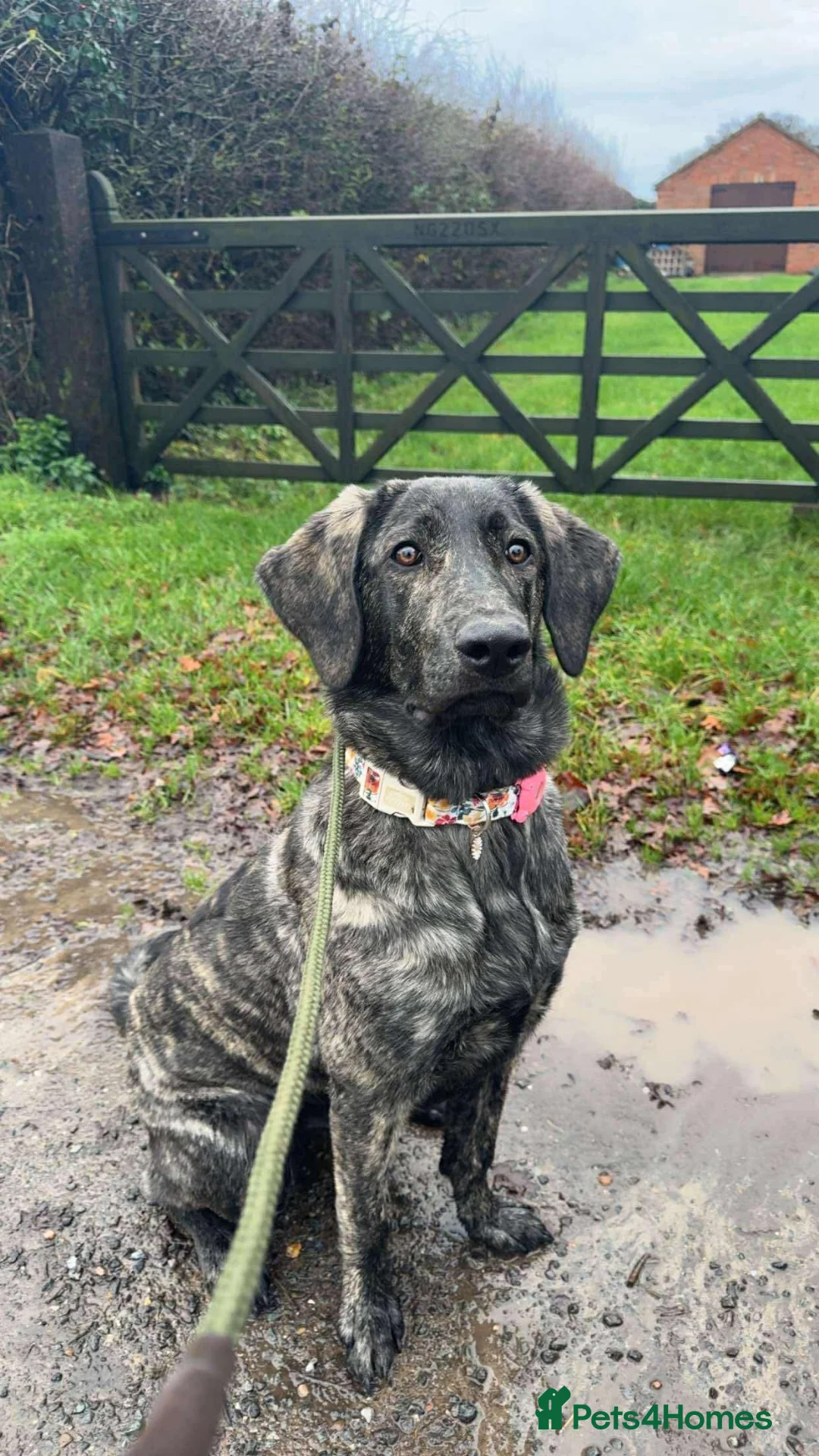 Portuguese Sheepdog dogs for sale: Portuguese cattle dog  in Sutton-in-Ashfield - Advert 2