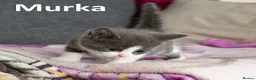 Mixed Breed cats for sale: 2 Affectionate British Shorthair Cross Kittens - Advert 36
